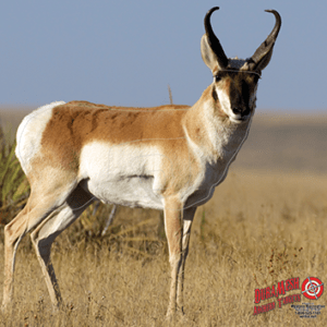 DuraMesh Archery Target Antelope 25 in. x 32 in.