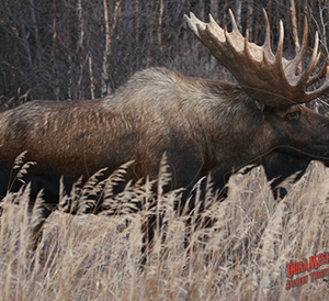DuraMesh Archery Target Moose 25 in. x 32 in.